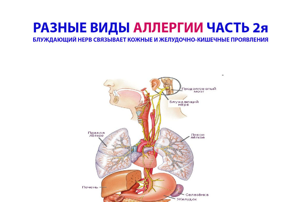 РАЗНЫЕ ВИДЫ АЛЛЕРГИИ