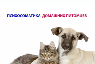 Психосоматика питомцев